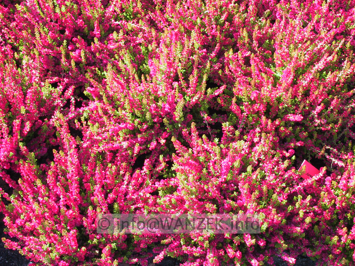 Calluna vulgaris Dark Beauty.JPG